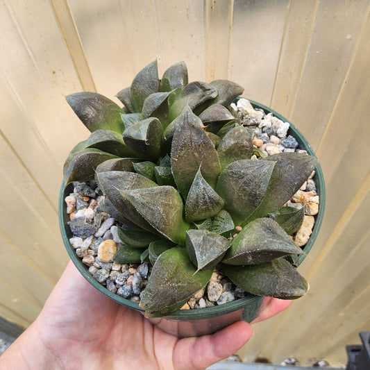 A close-up of a succulent plant in a small green plastic pot filled with white and gray gravel, held by a person's hand against a light background.
Haworthia 'Chocolate' | Chocolate Haworthia Hybrid | Collector Succulent | Compact Rosette Succulent Growing in 5 Inch