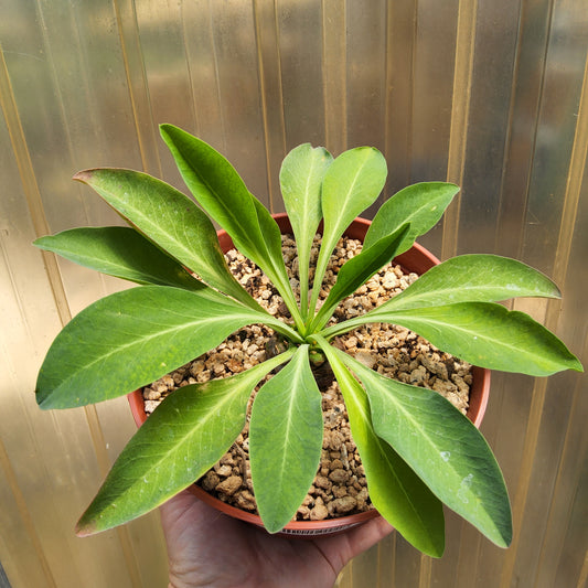A potted green succulent plant with broad, sword-like leaves, shown from above and held by a hand against a corrugated background.
Euphorbia bupleurifolia | Pine Cone Euphorbia | South African Caudiciform | Collector Succulent in 6 Inch