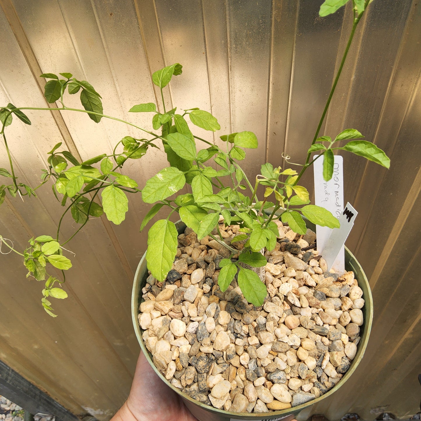 A potted green leafy plant growing in a small pot filled with light-colored pebbles, held by a hand in front of a corrugated metal wall. A small white tag is inserted in the pot. Momordica rostrata | Madagascan Caudiciform Vine | Collector Cucurbit | Caudex Succulent Growing in a 6 Inch