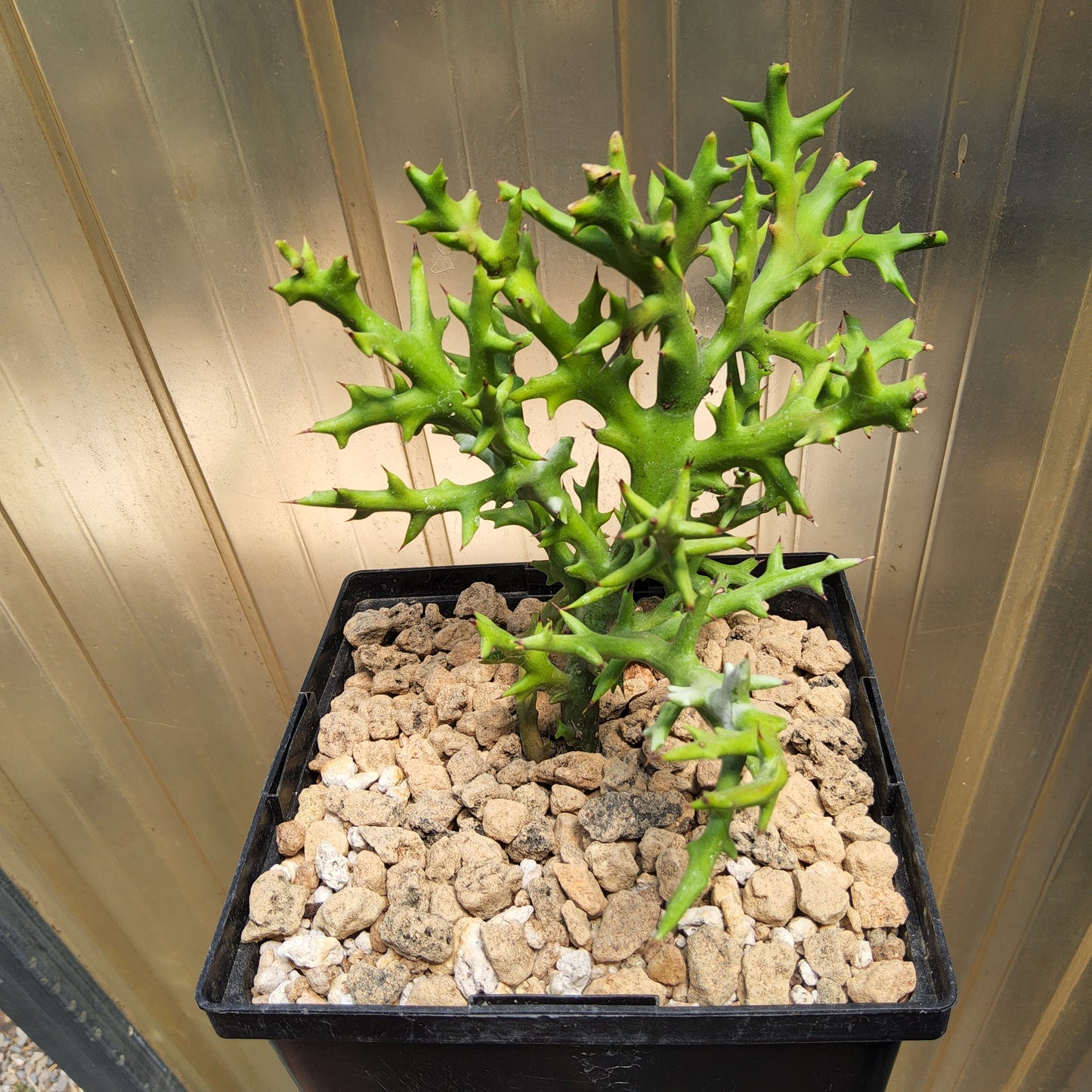 Euphorbia stenoclada | Silver Thicket Spurge | Madagascan Succulent Shrub | Collector Euphorbia in a Gallon