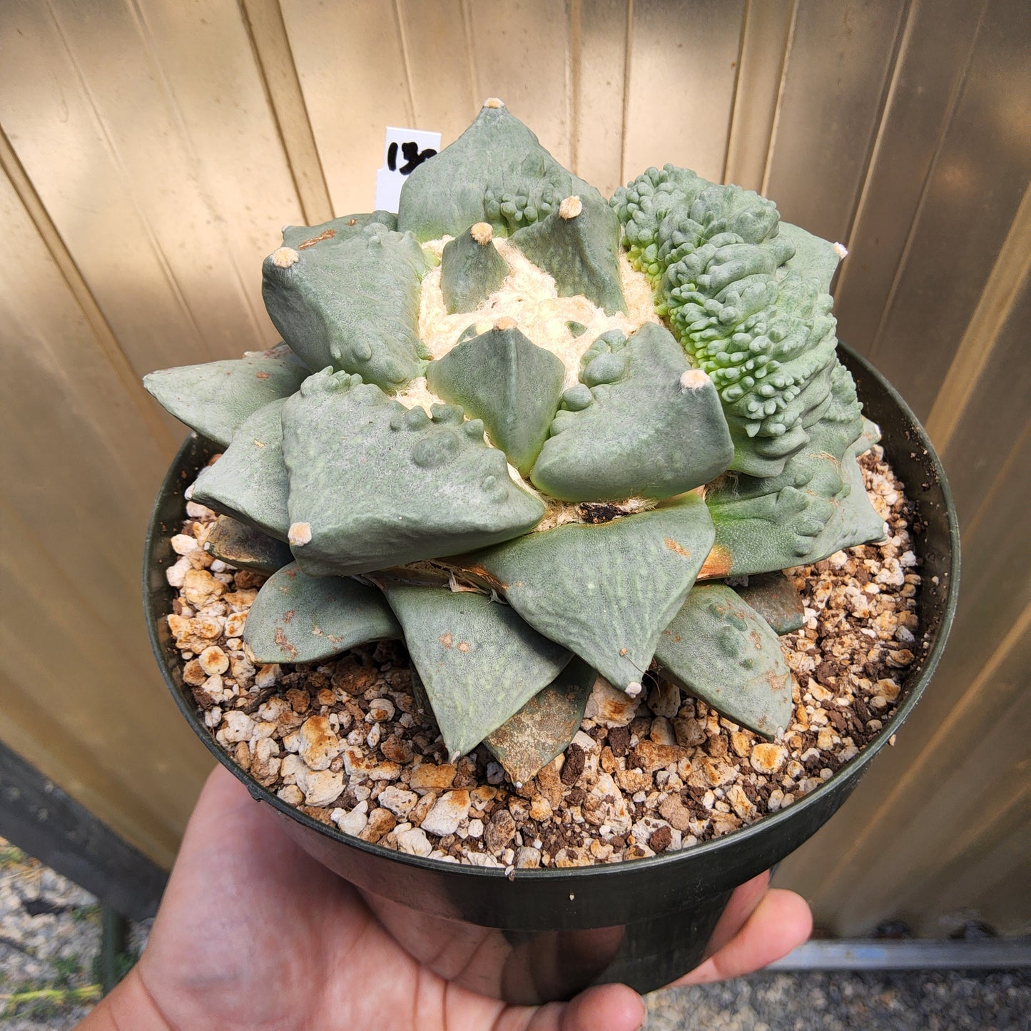 Ariocarpus retusus 'Cauliflower' | Monstrose Collector Cactus | Mexican Living Rock | Unique Cactus Growing in 5 Inch