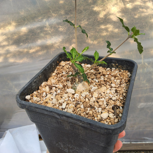 A small potted plant with green leaves growing in a black square plastic pot filled with perlite, held by a hand against a tiled background. Fockea edulis | Hottentot Bread Vine | South African Caudiciform | Collector Succulent in a Gallon