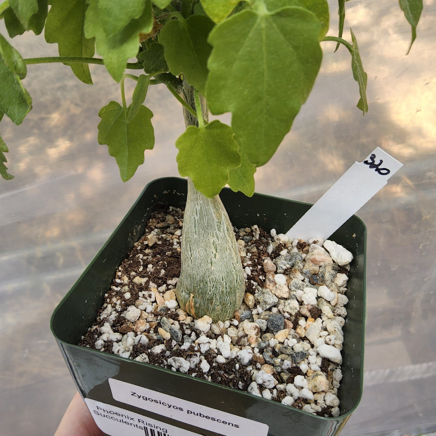 Zygosicyos pubescens | Madagascan Caudiciform Vine | Collector Cucurbit | Caudex Succulent Growing in a 4 Inch