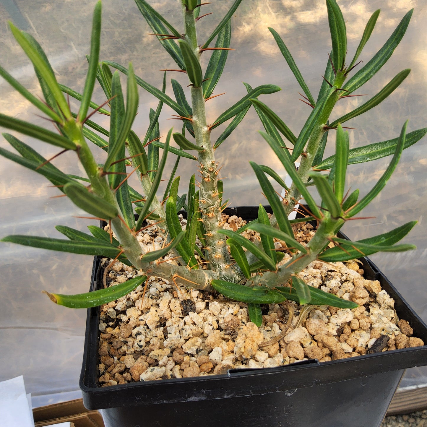 A potted succulent plant with narrow green leaves and sharp brown thorns, growing in a black plastic pot, photographed from above. Pachypodium succulentum × bispinosum | Caudiciform Pachypodium Hybrid | South African Collector Succulent Growing in a Gallon