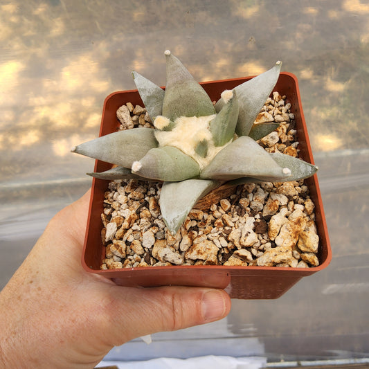 A small succulent plant with pale green to gray-blue leaves growing in a square reddish-brown plastic starter pot filled with white and tan pebbles, held by a person's hand against a blurred outdoor background. Ariocarpus retusus var. furfuraceus 'Pointy' | Las Tablas, San Luis Potosí, Mexico | Collector Cactus Growing in 4 Inch