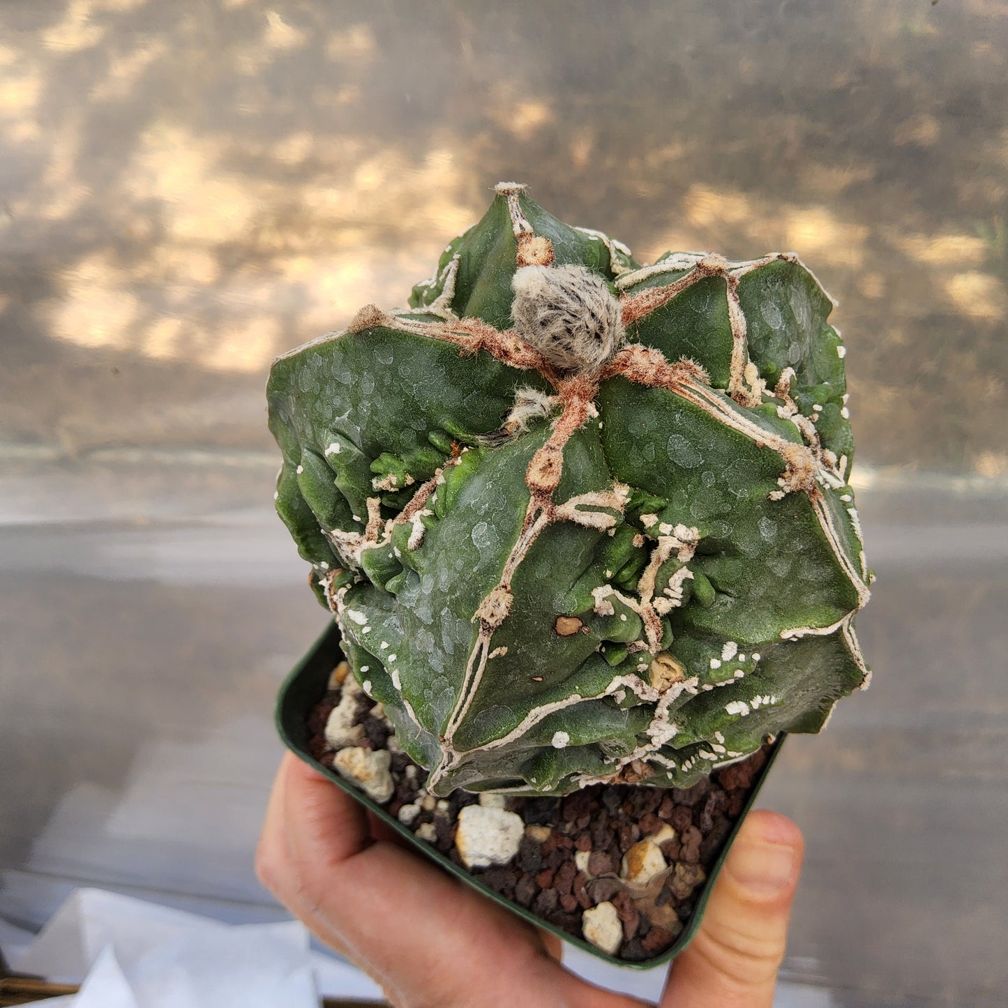 Astrophytum myriostigma 'Fukuryu' | Rare Japanese Bishop's Cap Cultivar | Collector Live Cactus