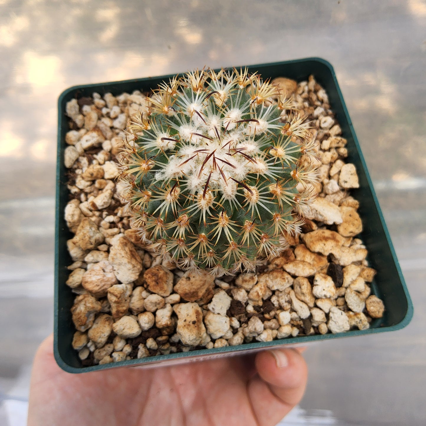 Turbinicarpus ysabelae | Collector Miniature Cactus | Endemic Mexican Cactus Growing in 4 Inch