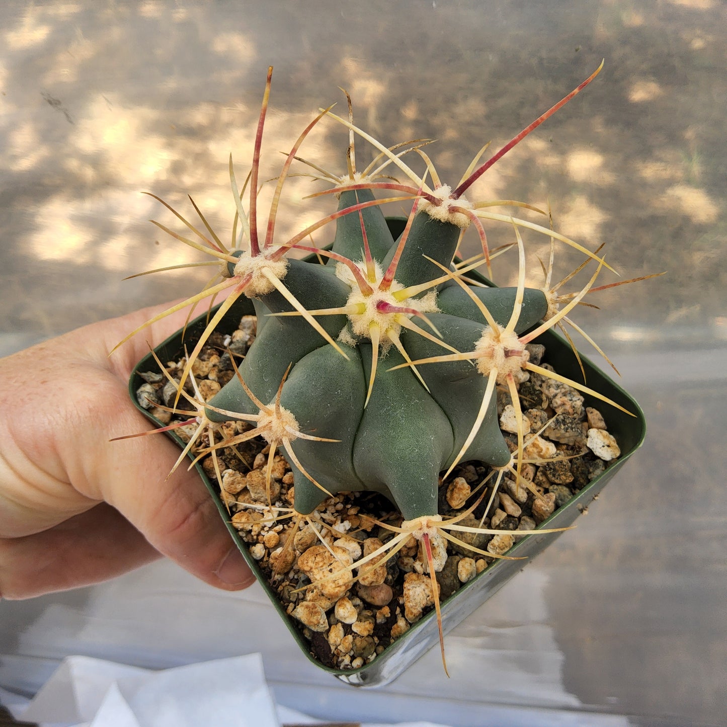 Ferocactus emoryi | Emory's Barrel Cactus | Sonoran Desert Collector Cactus Growing in 4 Inch