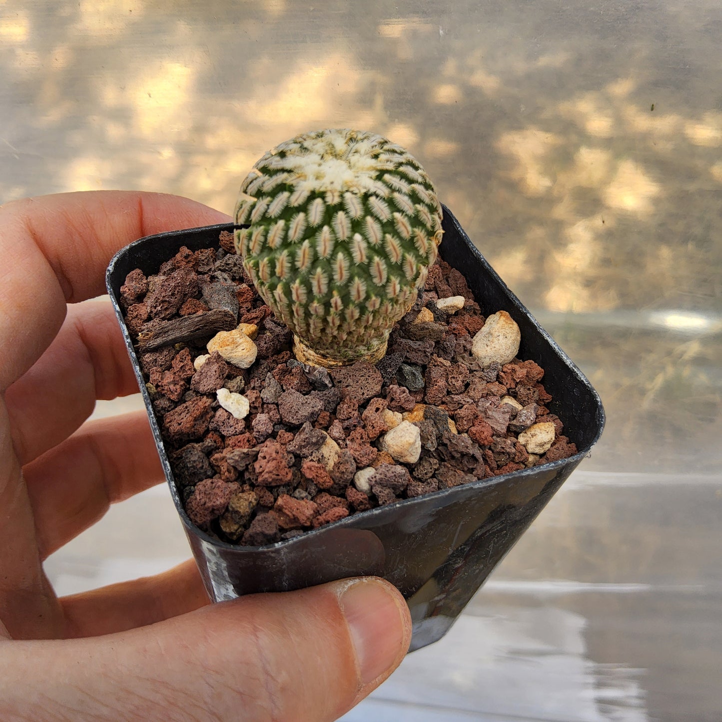 Turbinicarpus pseudopectinatus | Mexican Collector Cactus | Miniature Flowering Cactus | Premium Cactus Growing in 2.5 Inch