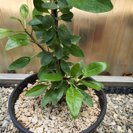 Fouquieria macdougalii | Tree Ocotillo | Uncommon Mexican Caudiciform Tree | Collector Desert Succulent Growing in a 1 Gallon