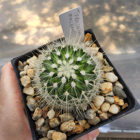 Thelocactus macdowellii | Mexican Collector Cactus | Flowering Desert Cactus Growing in 4 Inch (Copy)