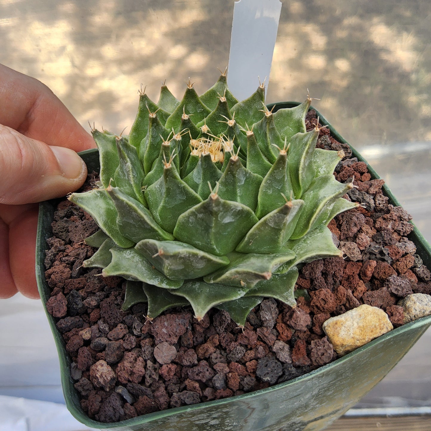 Obregonia denegrii | Artichoke Cactus | Monotypic Mexican Cactus | Collector Specimen growing in 4 Inch