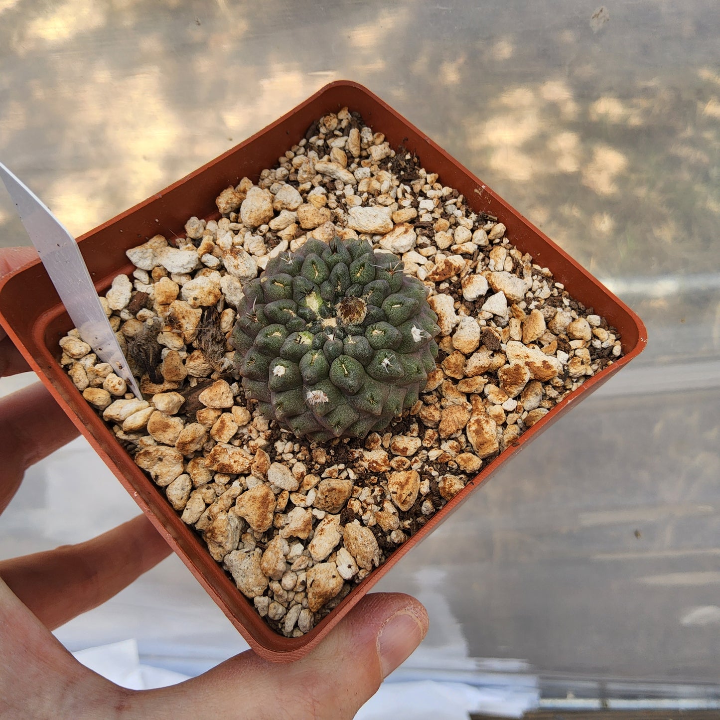 A small green succulent cactus plant in a square terracotta-colored plastic pot filled with coarse white gravel, held by a hand. A small white tag is inserted on the left side of the pot.