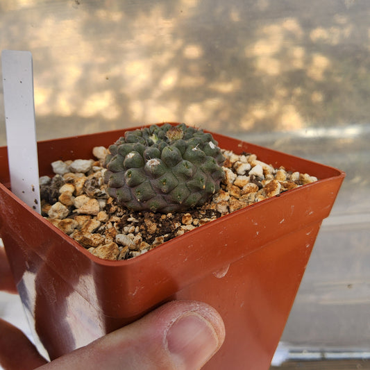 Eriosyce recondita var. vexata | Chilean Cactus | Flowering Desert Species growing in 4 Inch