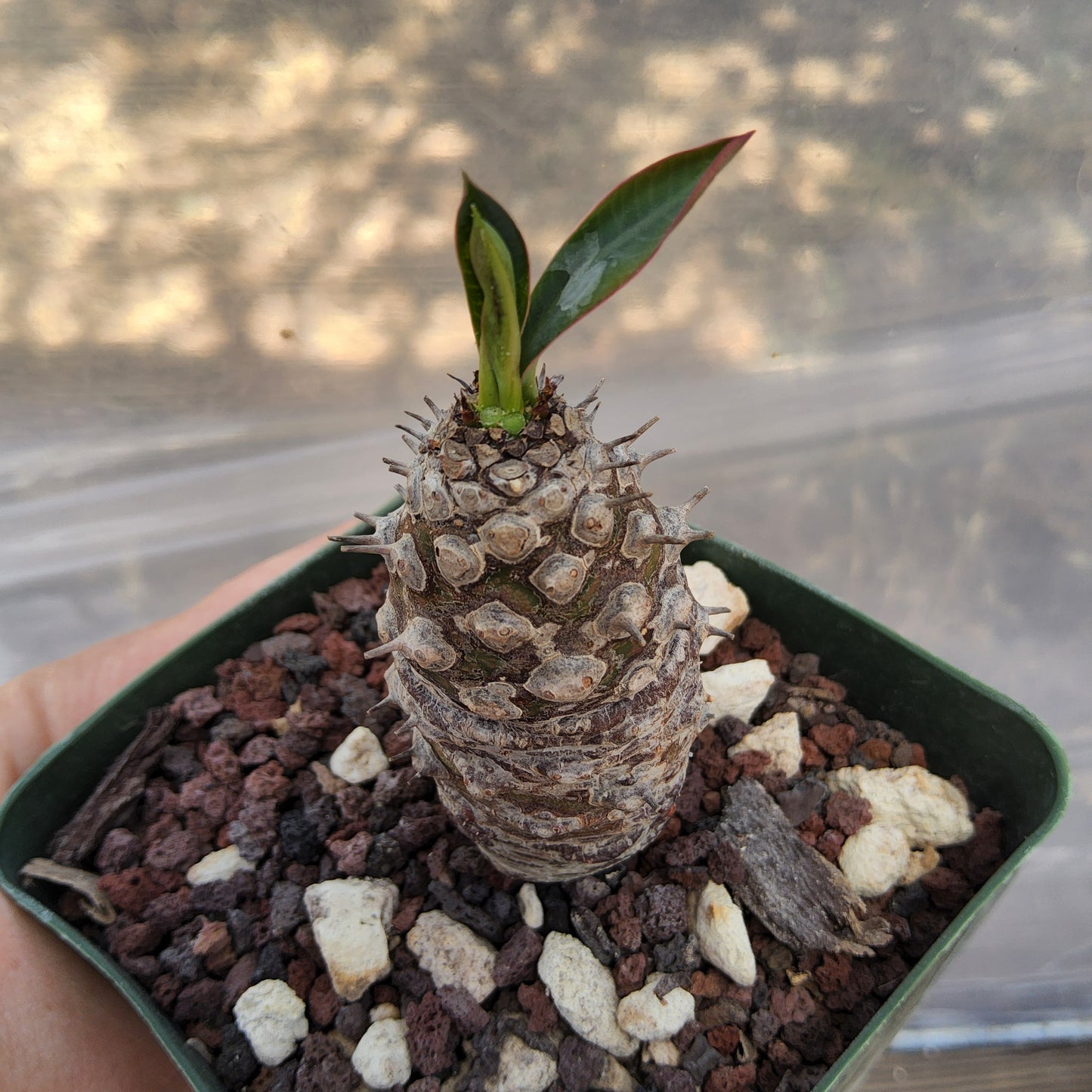 Euphorbia pachypodioides | Rare Madagascar Caudiciform Euphorbia | Collector Succulent in 4 Inch