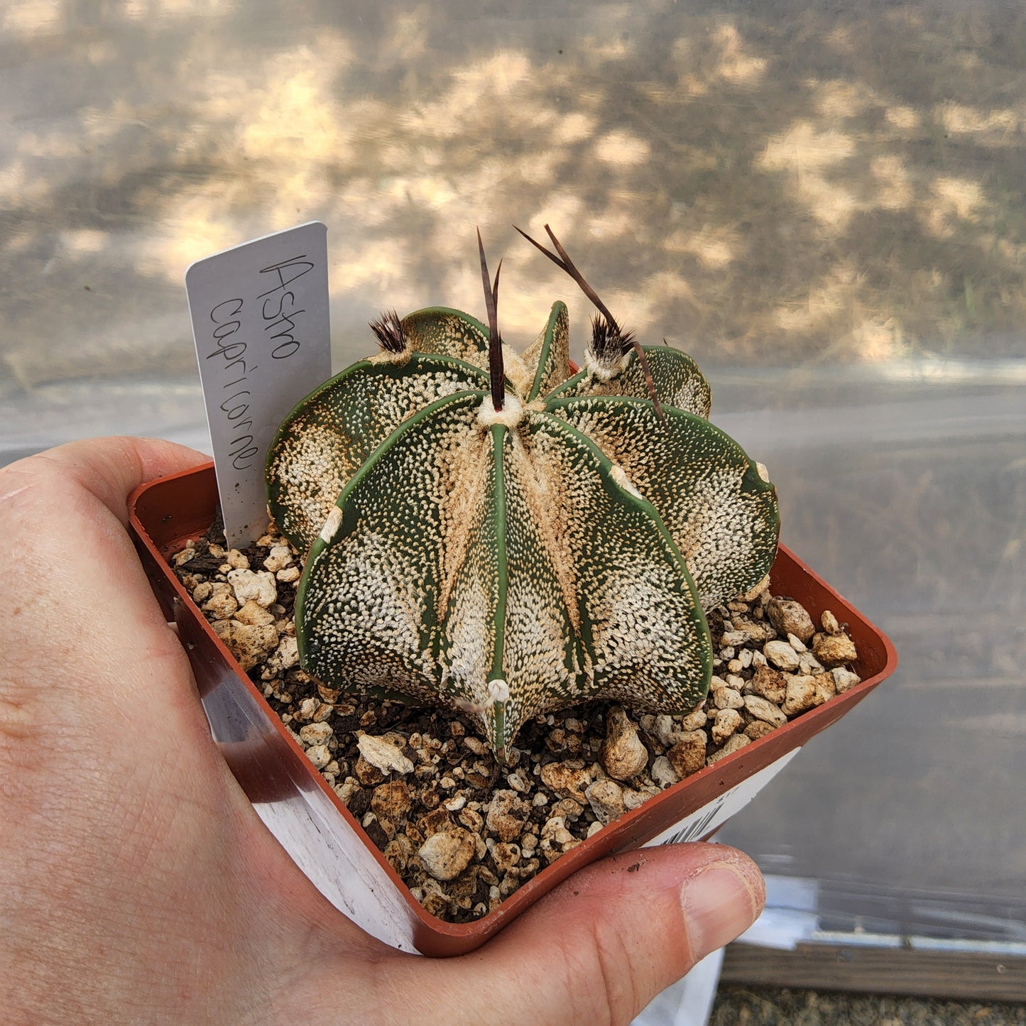 Astrophytum capricorne | Goat's Horn Cactus | Mexican Collector Live Cactus | Flowering Succulent growing in 4 Inch