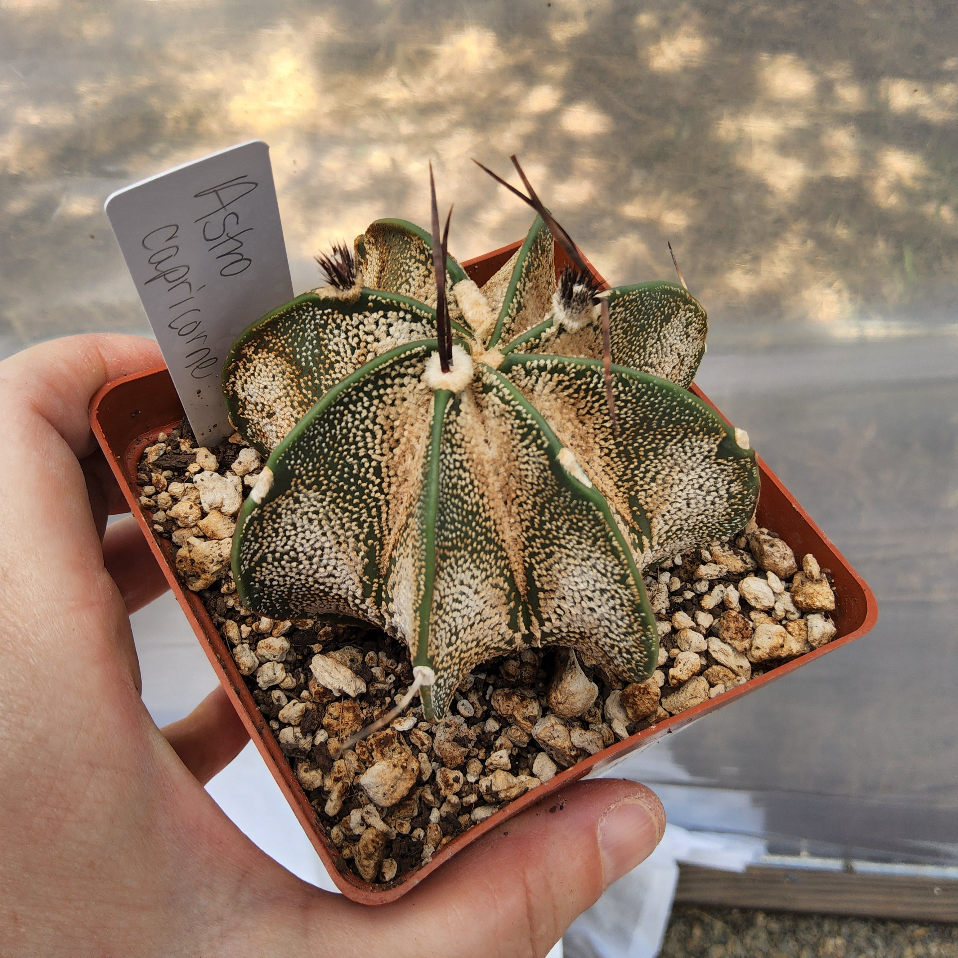 Astrophytum capricorne | Goat's Horn Cactus | Mexican Collector