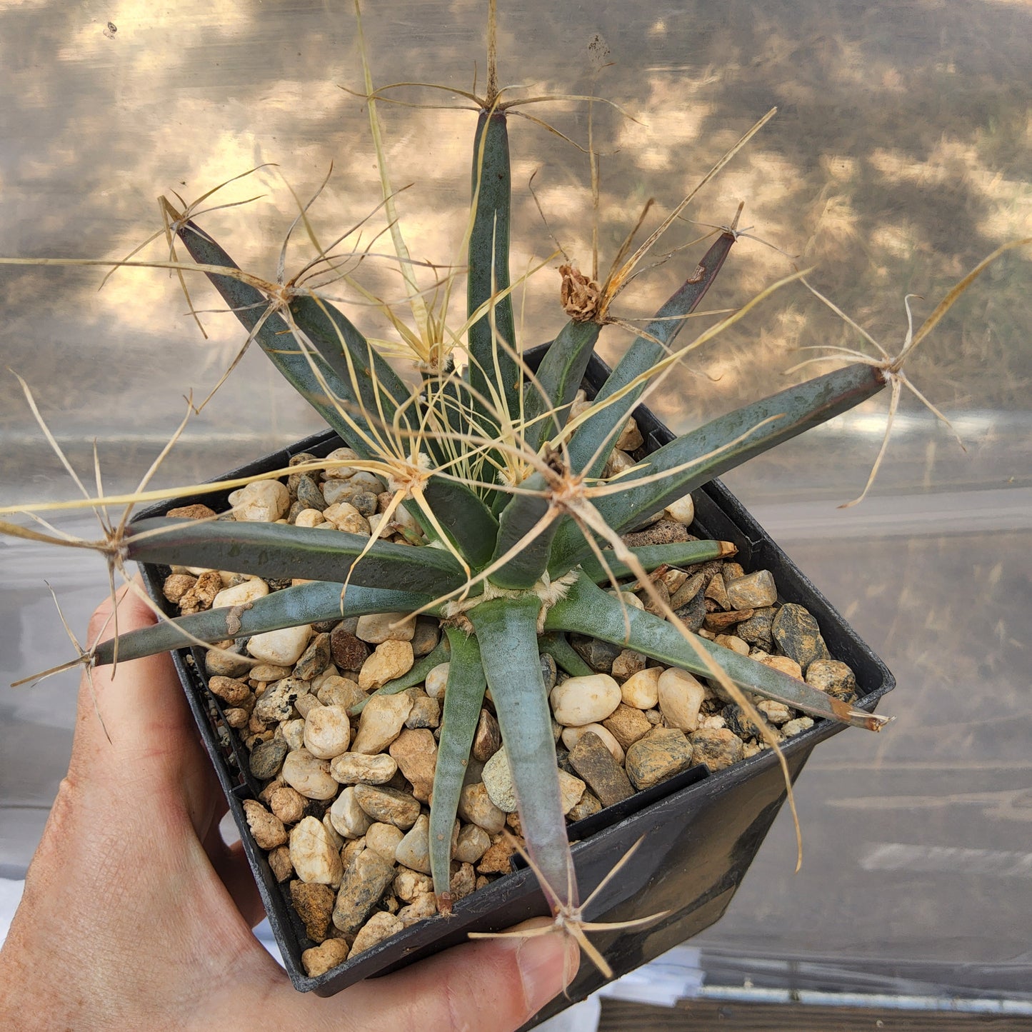 Leuchtenbergia principis | Agave Cactus | Monotypic Mexican Live Cactus in 5 Inch