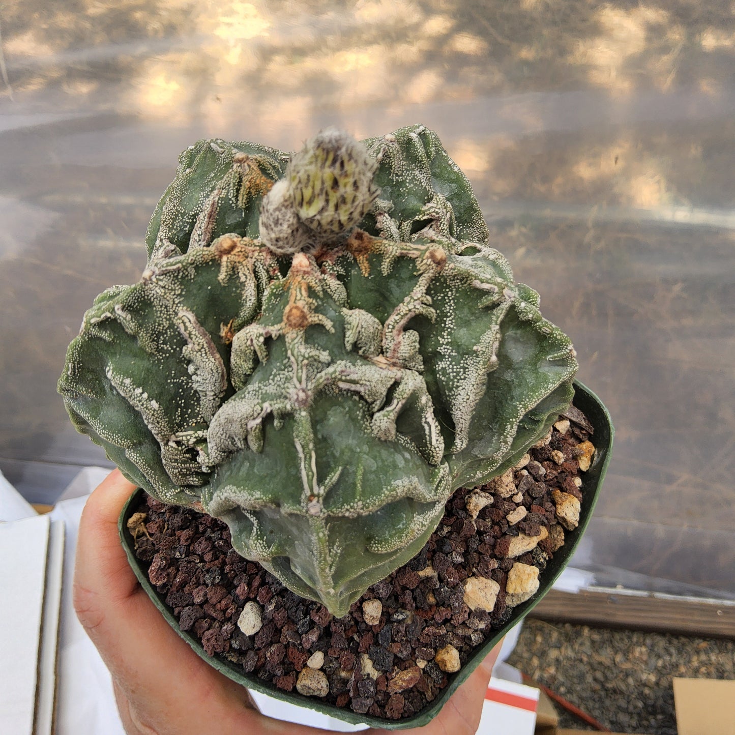 Astrophytum myriostigma 'Fukuryu' | Rare Japanese Bishop's Cap Cultivar | Collector live Cactus Growing in 5 Inch