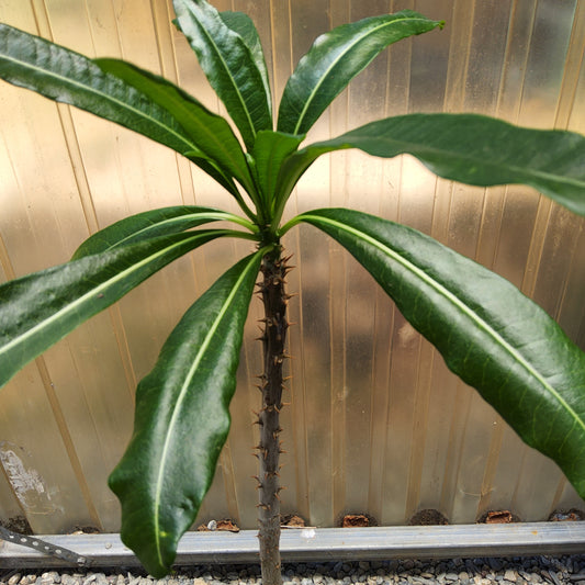 Pachypodium rutenbergianum | Madagascar Palm | Rare Caudiciform Live Succulent Tree