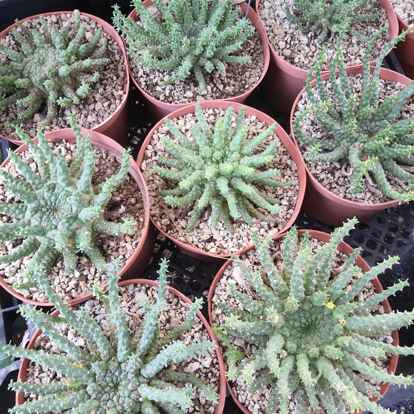 Several green succulent cacti with spiky starburst foliage in small reddish-brown plastic pots filled with light gravel, arranged closely together.
Euphorbia Medusoid Hybrid | Collector Medusoid Euphorbia | Caudiciform Succulent in 6 Inch Pot