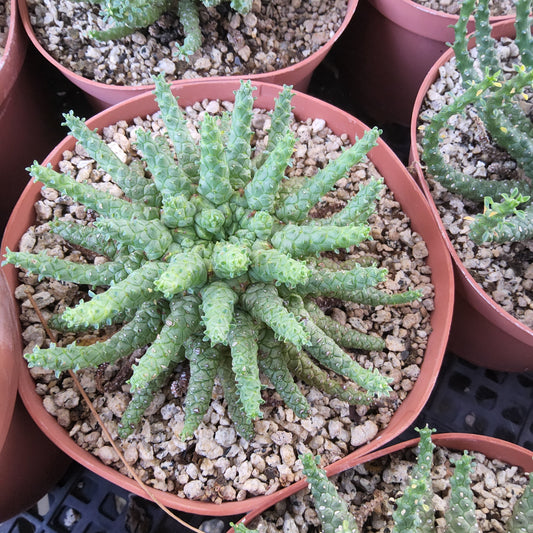 A green succulent plant with segmented, ribbed stems arranged in a starburst pattern, potted in a terracotta-colored plastic nursery pot filled with small white gravel, shown among other similar pots.
Euphorbia Medusoid Hybrid | Collector Medusoid Euphorbia | Caudiciform Succulent in 6 Inch Pot