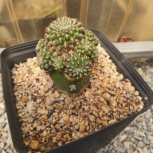A green cactus with a rounded, ribbed top and a dark green stem, planted in a black plastic nursery tray filled with coarse white and tan gravel, photographed from above.
Sulcorebutia canigueralii EM 348 | SO Sucre–Yamparáez, Bolivia | Collector Cactus Grafted in a Gallon - Exact Plant
