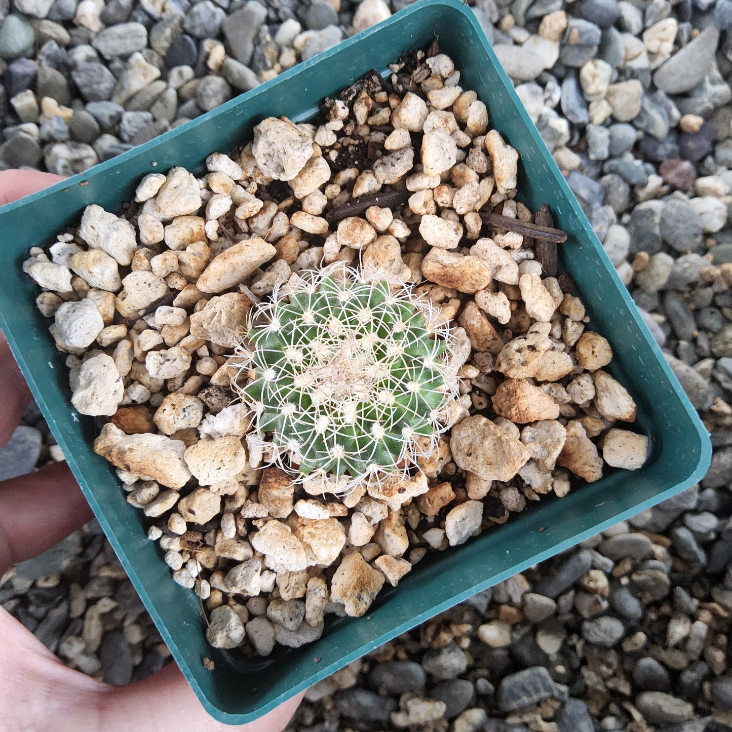 A small green cactus with white spines, potted in a square green plastic tray filled with light-colored gravel, held by a hand over a background of gray pebbles.
Turbinicarpus saueri ssp. gonzalezii PP1234 | Rancho Chapala, Tamaulipas, Mexico | Field-Numbered Collector Cactus Growing in 4 Inch