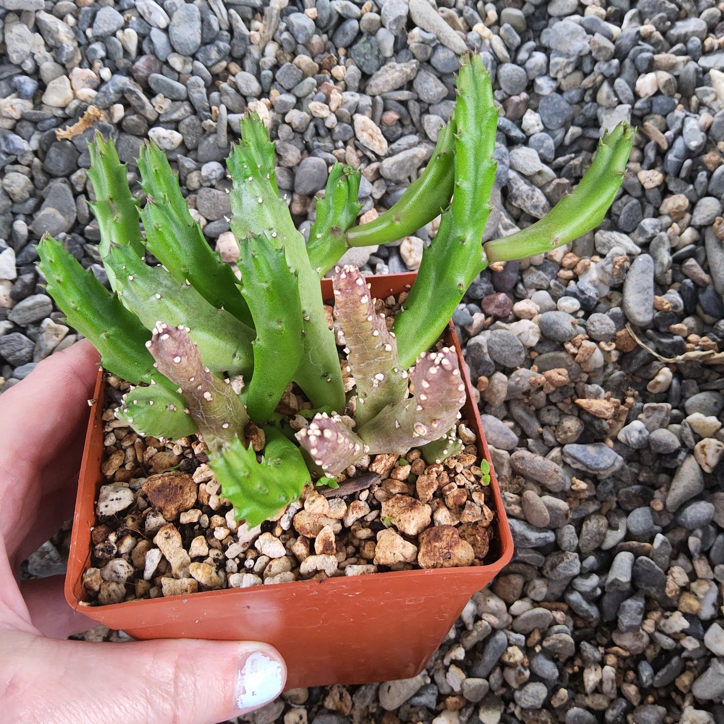 A small potted succulent plant with green segmented stems and pinkish tips, held in a terracotta-colored plastic pot against a background of gray and white pebbles. A person's hand is visible on the left holding the pot.
Stapelia schinzii 'Small Clone' | Compact Carrion Flower | Collector Stapeliad Succulent Growing in 4 Inch