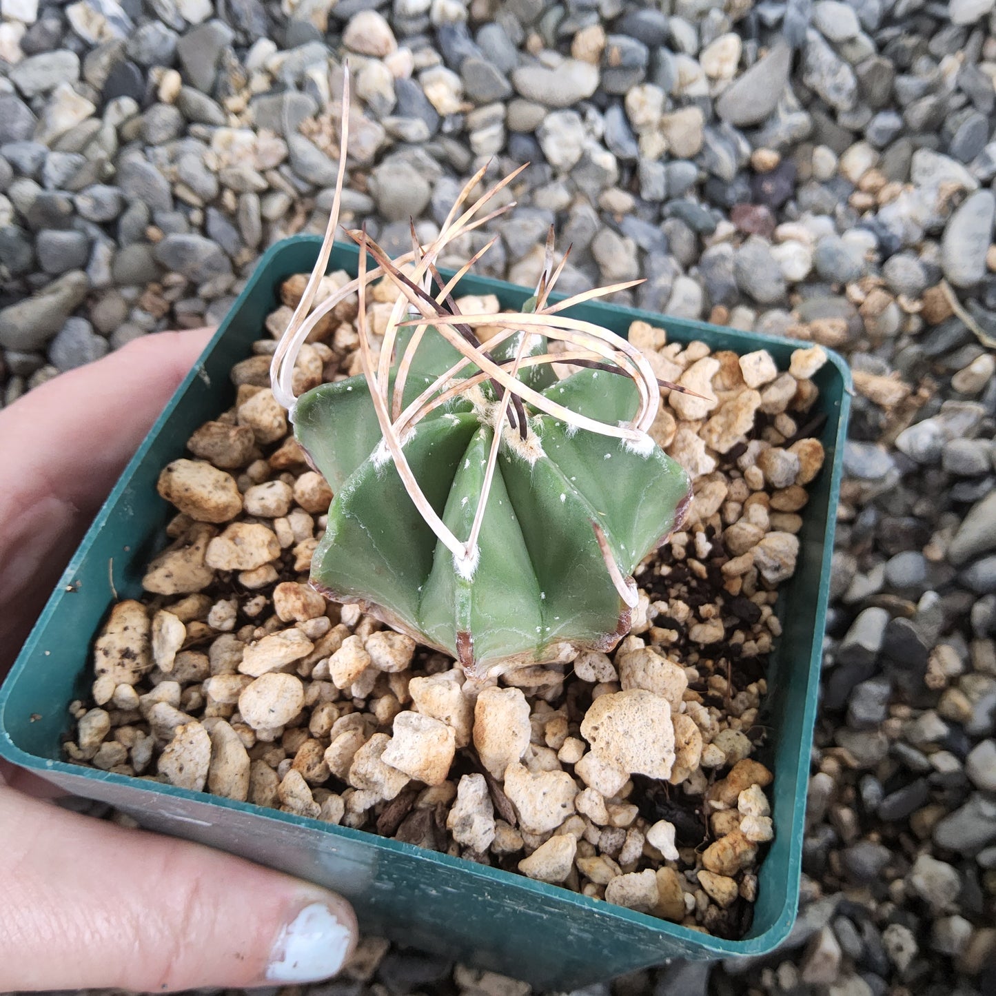 A small green cactus with pale tan spines, potted in a green square tray filled with pebbles, held by a hand against a background of gravel.
Astrophytum capricorne v. niveum f. nudum | Cuatro Ciénegas, Coahuila | Collector Cactus