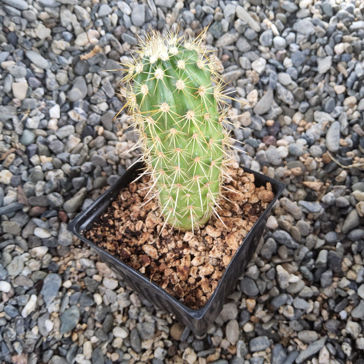Echinocereus ledingii | Leding’s Hedgehog Cactus | Arizona Mountain Collector Cactus
