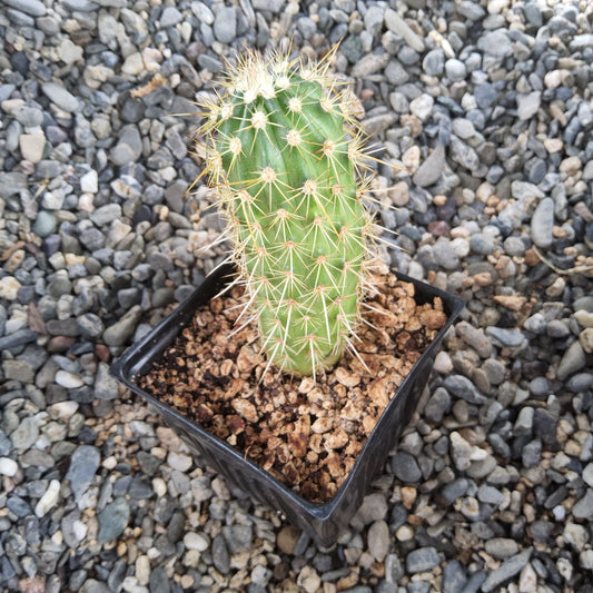 Echinocereus ledingii | Leding’s Hedgehog Cactus | Arizona Mountain Collector Cactus