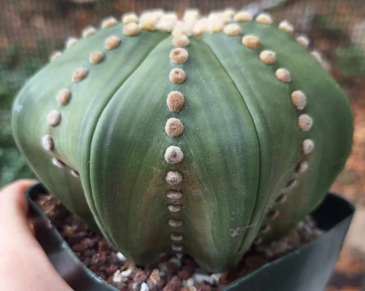 Astrophytum asterias Ruri Ooibo Star Form Large Live Cactus in 5 Inch - Exact Plant