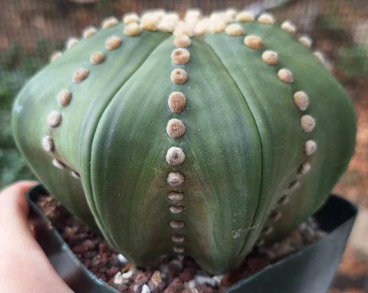 Astrophytum asterias Ruri Ooibo Star Form Large Live Cactus in 5 Inch - Exact Plant