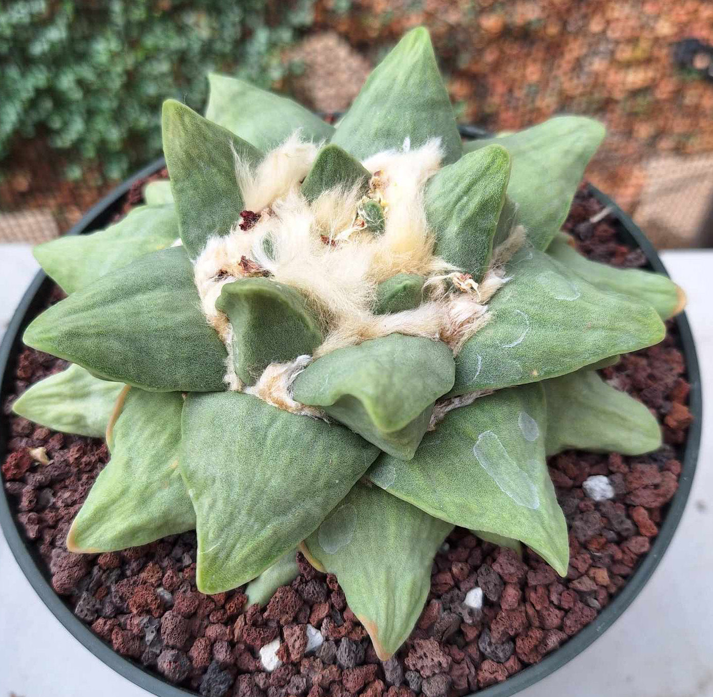 Ariocarpus retusus hybrid Live Cactus in 7 Inch - Exact Plant