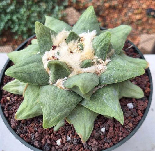Ariocarpus retusus hybrid Live Cactus in 7 Inch - Exact Plant