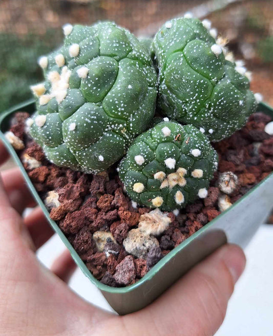 Astrophytum asterias Kikko 4 Headed Live Cactus in 4 Inch - Exact Plant