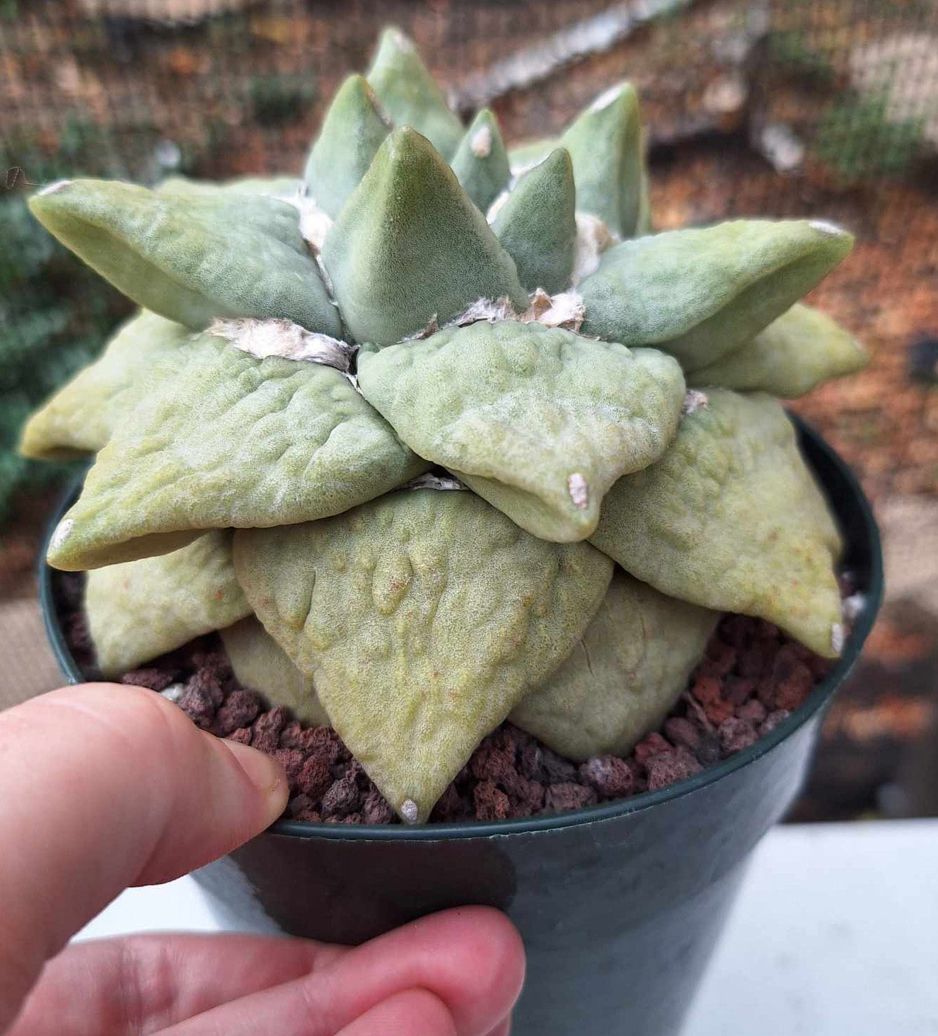 Ariocarpus retusus hybrid Live Cactus in 5 Inch - Exact Plant