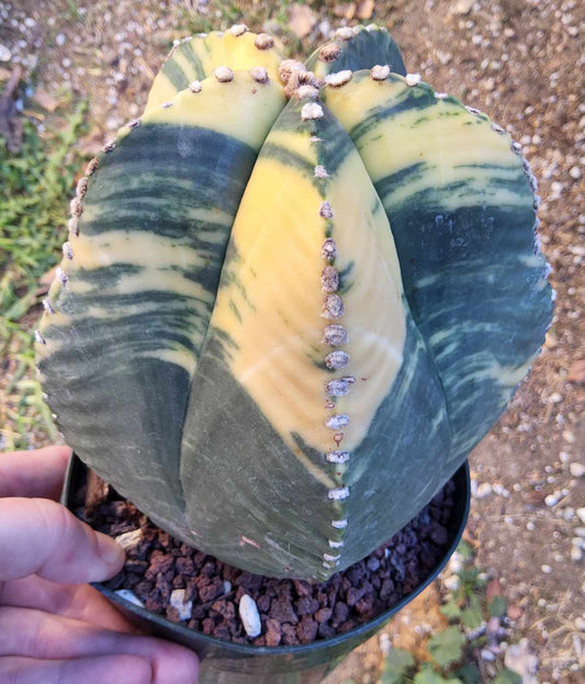 Astrophytum myriostigma Ruri Strongylogonum variegata