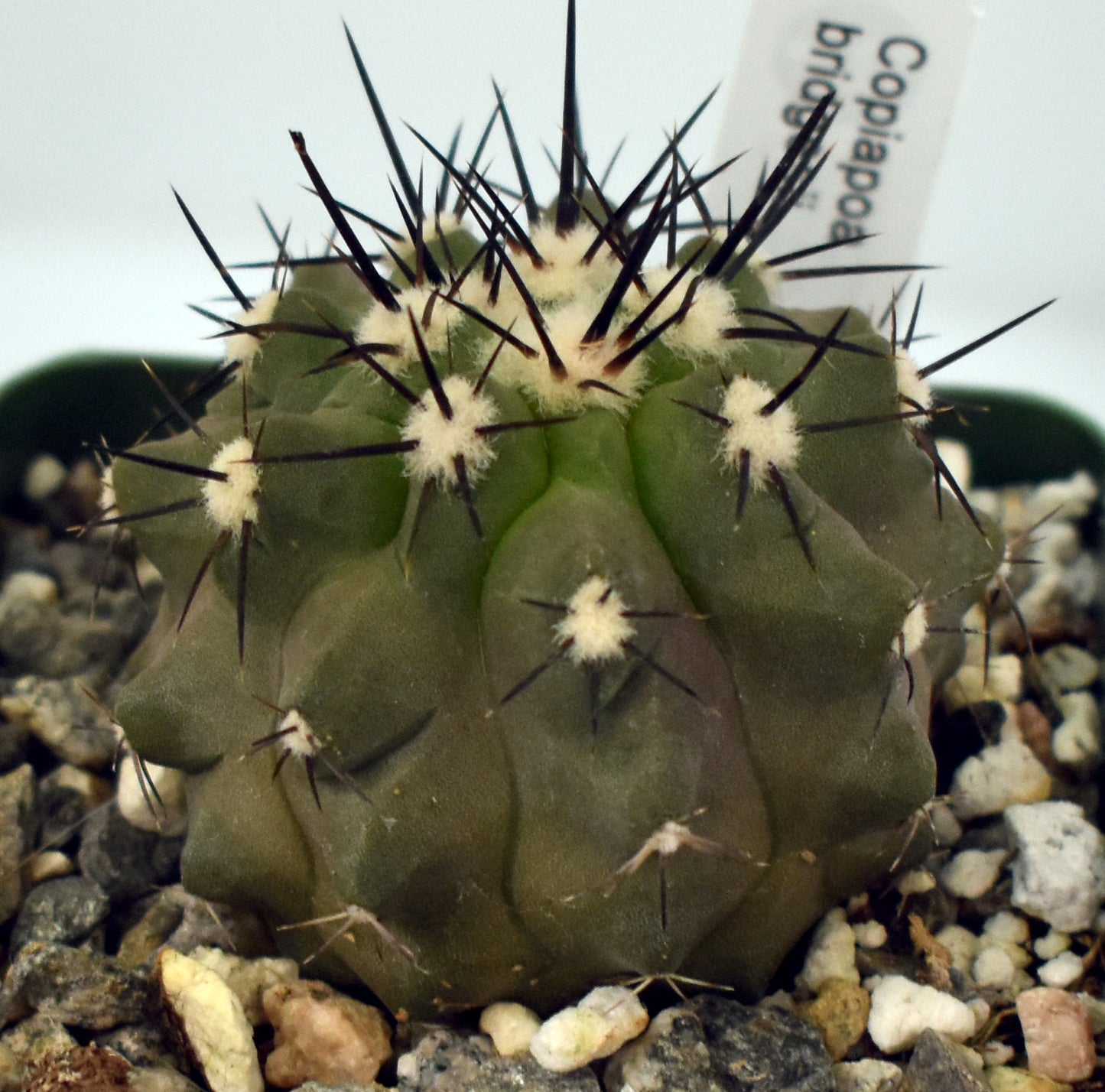 Copiapoa bridgesii Live Cactus in 4 Inch