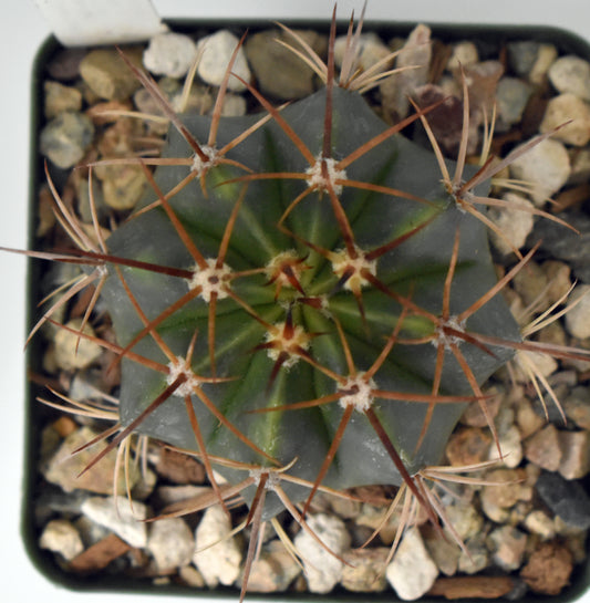 Melocactus salvadorensis Live Cactus in 4 Inch