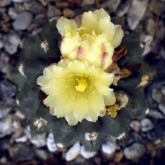 Copiapoa coquimbana Live Cactus in 4 Inch