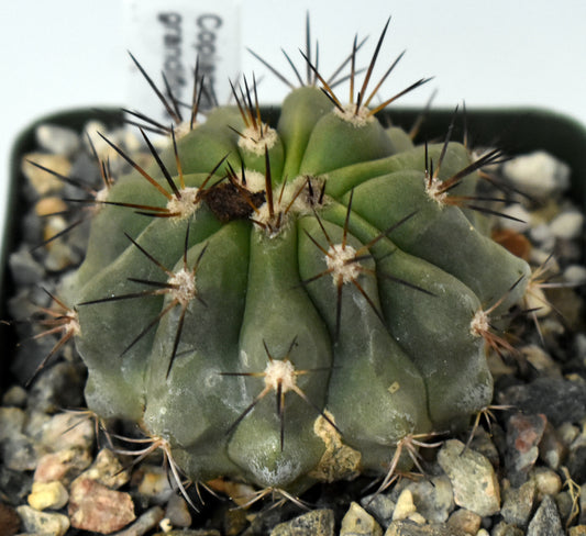Copiapoa grandiflora Live Cactus in 4 Inch