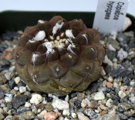 Copiapoa hypogaea Live Cactus in 4 Inch