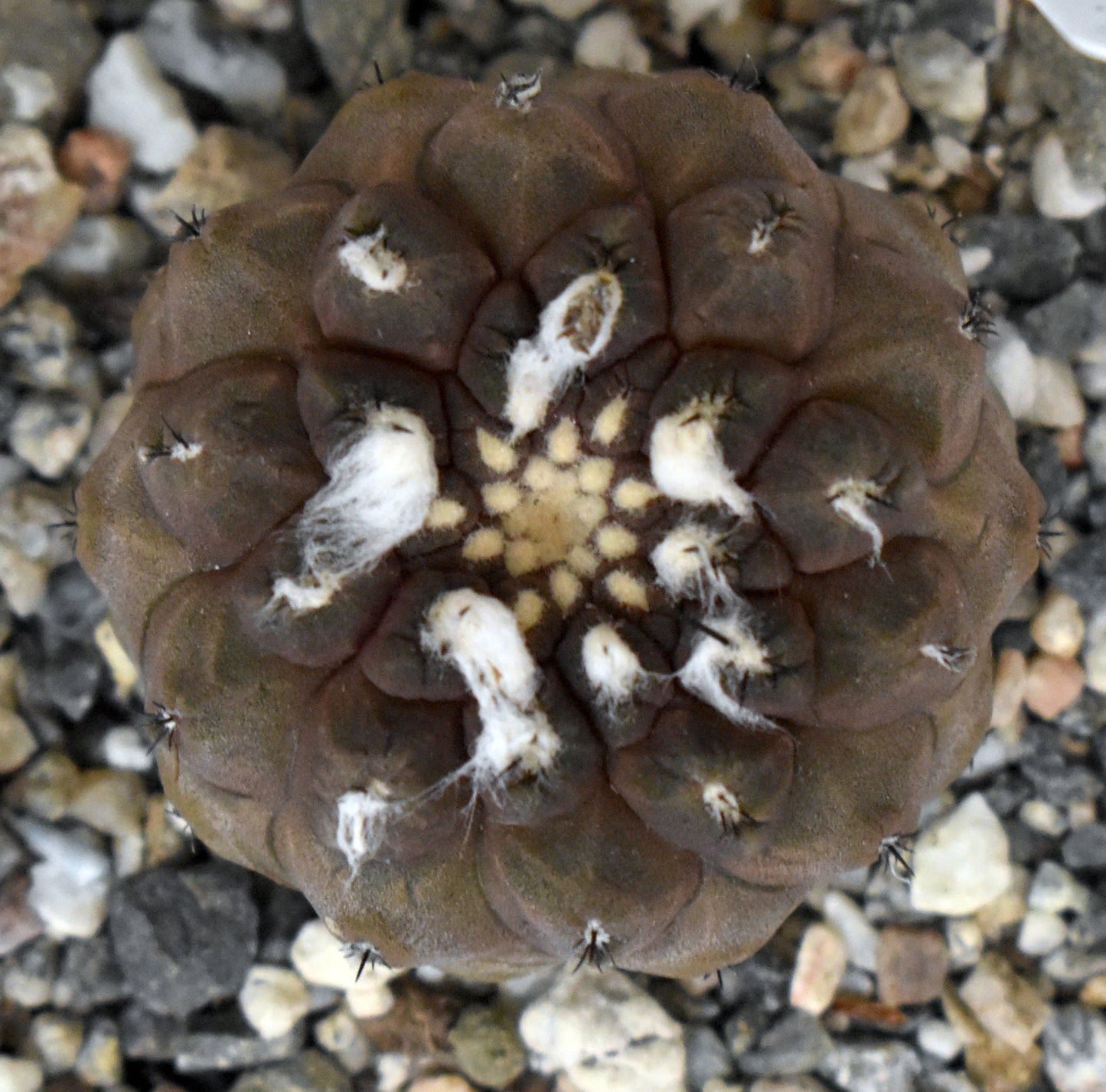 Copiapoa hypogaea Live Cactus in 4 Inch