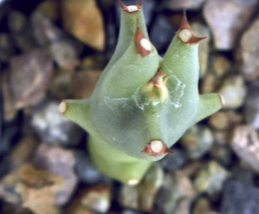 Euphorbia royleana Live Succulent in 3 Inch