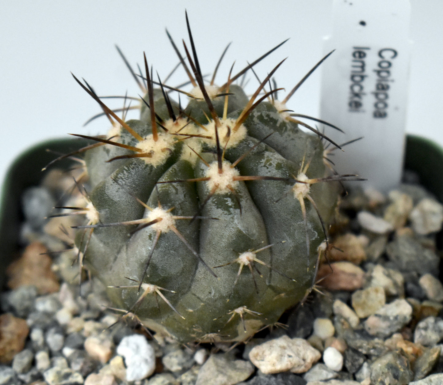 Copiapoa lembckei Live Cactus in 4 Inch