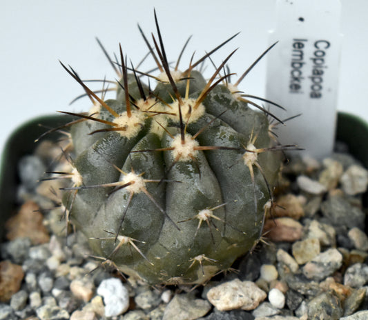Copiapoa lembckei Live Cactus in 4 Inch