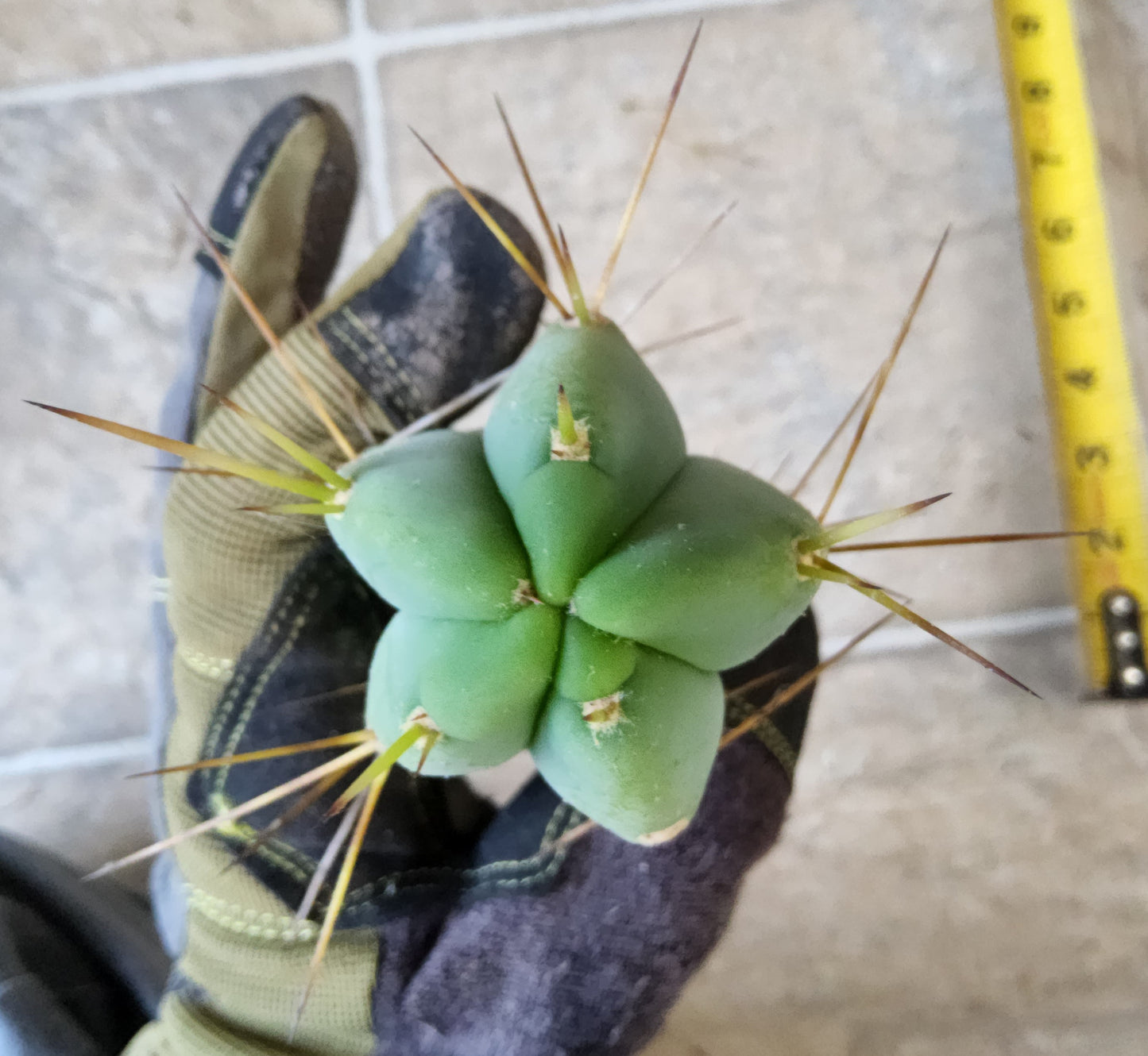 T. Lost Label Bridge Cactus Cutting
