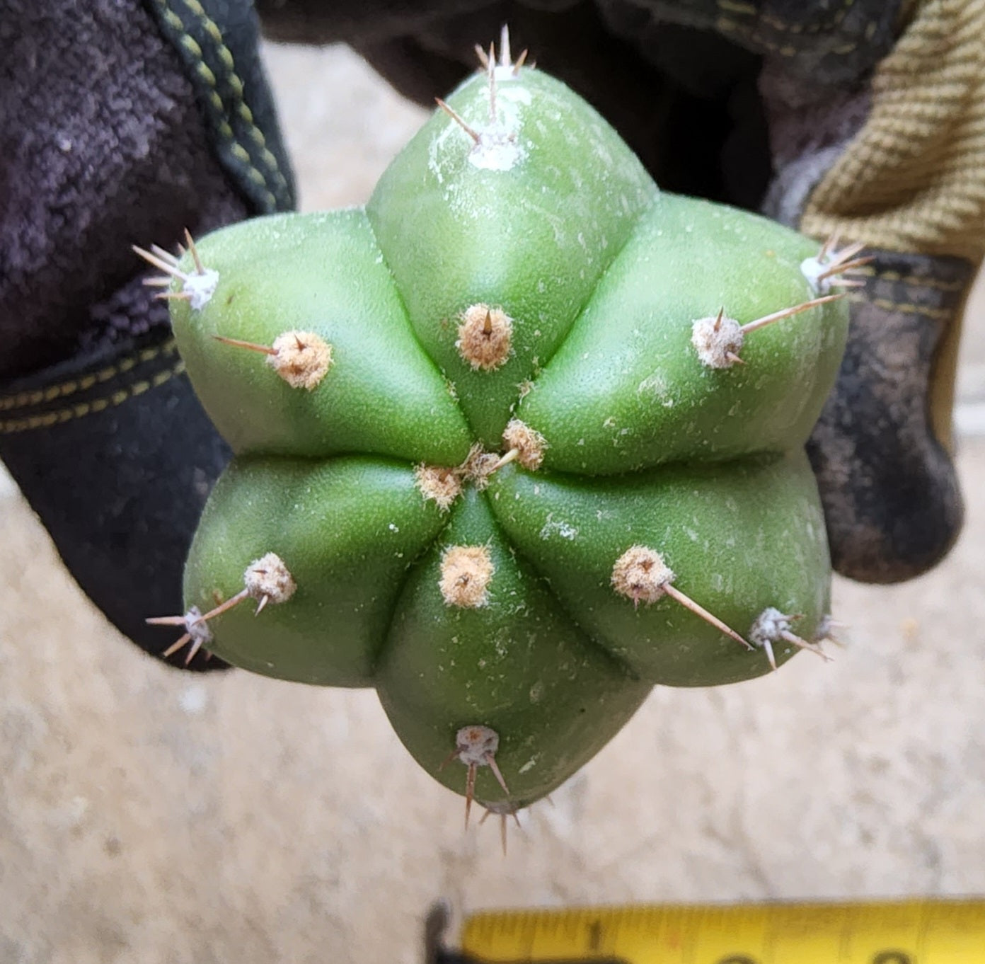 T. pach x pallarensis